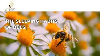 Bee Sleep Explained: Uncovering the Science of Bee Rest | Geohoney