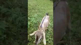 animal love @animalplanet1896 @GrantTheGoat @GOATbh @Jesee851