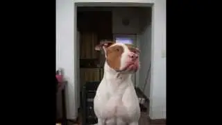 crecimiento pitbull red nose   de 0 a 14 meses callahan