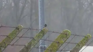 Black Redstart (adult male), Oldbury Power Station, 14/2/2024