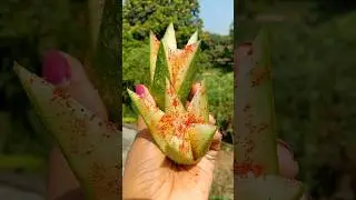 spicy cucumber masala 🥒🤤😋 #shorts #cucumber #masala #food #youtubeshorts