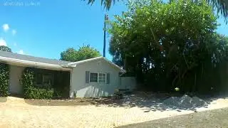 Pine Tree Removal