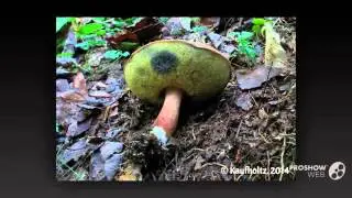 Imleria badia - fungi kingdom