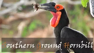 Southern Ground Hornbill (Bucorvus leadbeateri) Bird Call | Endangered Birds | Stories Of The Kruger