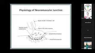 Anesthesia Lectures for Sudan. Lecture 11: Neuromuscular Blockers and Reversal (Dr Osman Alselimi)