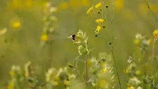 Lisa Kriegler - Verses Of The Garden (Nature Piano Visualizer - Bee Spring Garden)