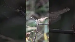 Orthetrum brunneum | Stunning Southern Skimmer Dragonfly Footage #shorts #nature