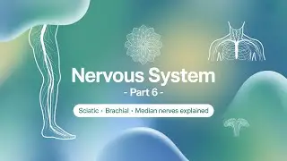 Overview of the Nervous System part 6 | Sciatic, Brachial & Median Nerves Explained