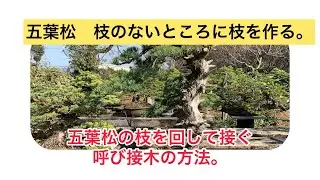 盆栽　五葉松　呼び接木　接木