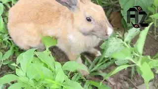 Funny Baby Bunny Rabbit Videos Compilation|Cute Baby Rabbits Animal Videos 2017| Adorable Bunny!