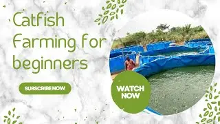 Catfish Farming: The Ultimate Guide for Beginners || Feed management pt1