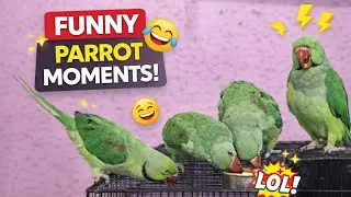 Welcome to Parrot Trio LIVE!Watch our parrots eat, play, and relax. Enjoy 🦜