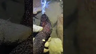 Diving to catch sea animals on the bottom sea. 