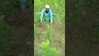 امرود کا پودے تیار کرنے کا بہترین طریقہ #shehrazgardening #homegarden #bestgarden #imtiazmali