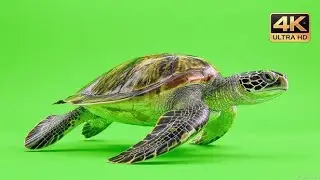 Realistic Animal Walking Loop 🐾 | Perfect Green Screen Walk Cycle (Ultra-HD)