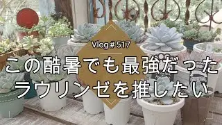 【Vlog517】【多肉植物】この酷暑でも最強だった💙ラウリンゼを推したい【多肉狩り】