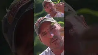 🌽 Наблюдаем за глубиной посадки растений! #сельскоехозяйство