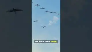 Why Some Birds REFUSE to Fly South 🌎