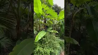 Banana Plant Do Grow in UK