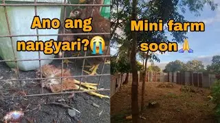Paano protektahan ang ating mga alagang manok laban sa mga predators?