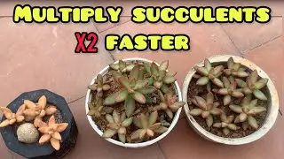 || WHAT&rsquo;S A BETTER AND FASTER OPTION OF MULTIPLYING SUCCULENTS THAN LEAF PROPAGATION ?  ||