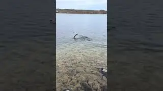 fish JUMPING OUT of water!