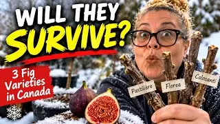 Growing figs in a Cold Climate