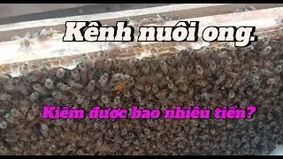 How much money can you make from making videos about beekeeping?