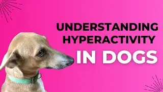 Understanding hyperactivity in Dogs | ADHD Corner |