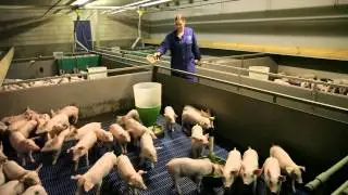 Kandidaat: Elshof Varkenshouderij