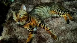 Bengal Cat - Character and Characteristics | LOVING AND PASSIVE?