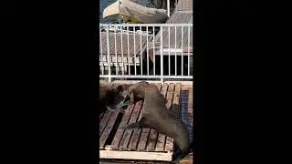 Seal rescue 18 January 2020