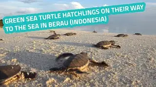 Turtle Foundation - Green Sea Turtle Hatchlings on their Way to the Sea