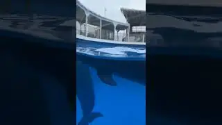 Unique sleeping way of Dolphins. #dolphins #dolphin #sleep #facts #weird #weirdfacts