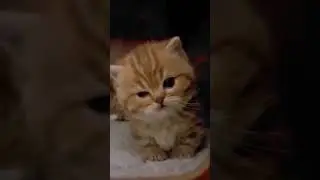 #cat #cute #viral #animals #veterinary #cow #youtubeshort #dr #buffalo #field #viral #animalshorts
