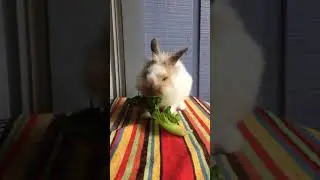 BunCam: romaine lettuce