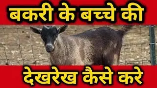 Goats kids |care of baby goats | बकरी के बच्चों की देखरेख कैसे करे | goat Farming | bakri palan