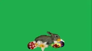 Пасха кролик Easter bunny