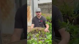 How do you squeeze in all those extra plants? #growhoss #getdirty #companionplanting