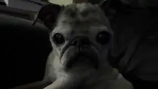 Senior Pug awakes from nap and is slightly confused.  #pets #pug