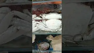 It's just my first time to see white crab. #amazing #shorts