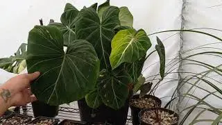 Cuidados de mi Philodendron Gloriosum