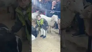 Dalfa Cattle Show 2025, heavy goat, teddy Bakra #short #shorts