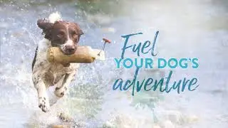 Addiction Pet Foods - Wild Islands Dog