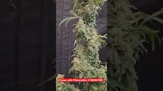 Fastbuds CBD 20:1 Cronk's Bonnie & Clyde, Photontek X1000W PRO #fastbuds #cbd #photonteklighting