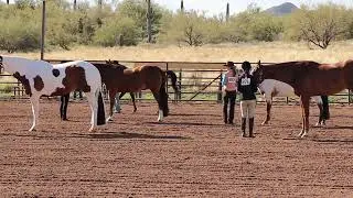 Class 3 - Halter Geldings/Stallions | Scottsdale Saddle Club - February Horse Show
