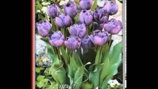 Tulipan pelny pozny Blue Diamond - 5 szt 507