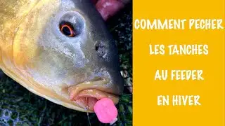 Comment pêcher les TANCHES au FEEDER en hiver  4K