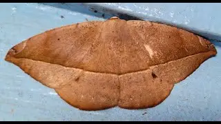 Spurge spanworm moth / Alevilla del aguacate (Oxydia vesulia)