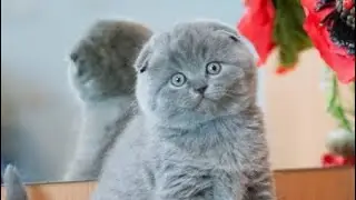 How to Make an Origami Cat from a 10&times;20 cm Rectangular Sheet | Easy Paper Tutorial